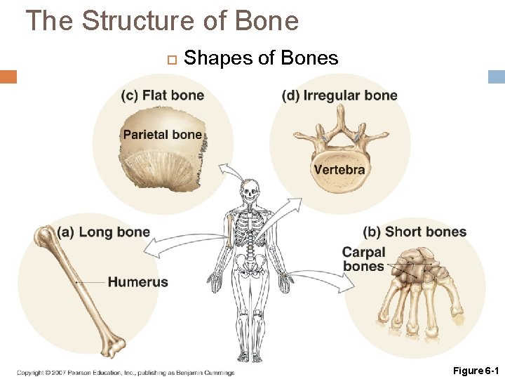 The Structure of Bone Shapes of Bones Figure 6 -1 