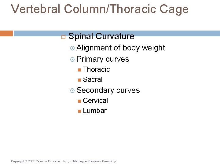 Vertebral Column/Thoracic Cage Spinal Curvature Alignment of body weight Primary curves Thoracic Sacral Secondary