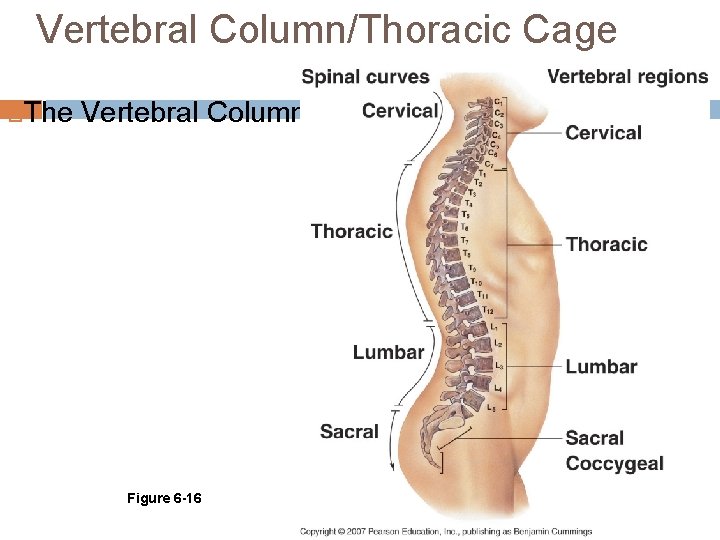 Vertebral Column/Thoracic Cage The Vertebral Column Figure 6 -16 