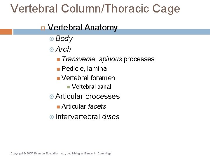 Vertebral Column/Thoracic Cage Vertebral Anatomy Body Arch Transverse, spinous processes Pedicle, lamina Vertebral foramen