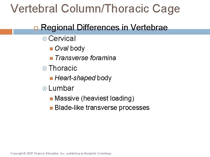 Vertebral Column/Thoracic Cage Regional Differences in Vertebrae Cervical Oval body Transverse foramina Thoracic Heart-shaped