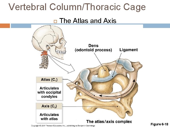 Vertebral Column/Thoracic Cage The Atlas and Axis Figure 6 -18 