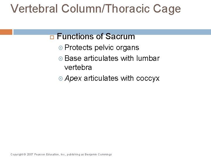 Vertebral Column/Thoracic Cage Functions of Sacrum Protects pelvic organs Base articulates with lumbar vertebra