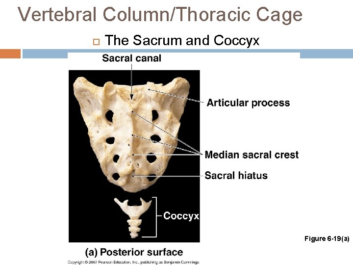 Vertebral Column/Thoracic Cage The Sacrum and Coccyx Figure 6 -19(a) 