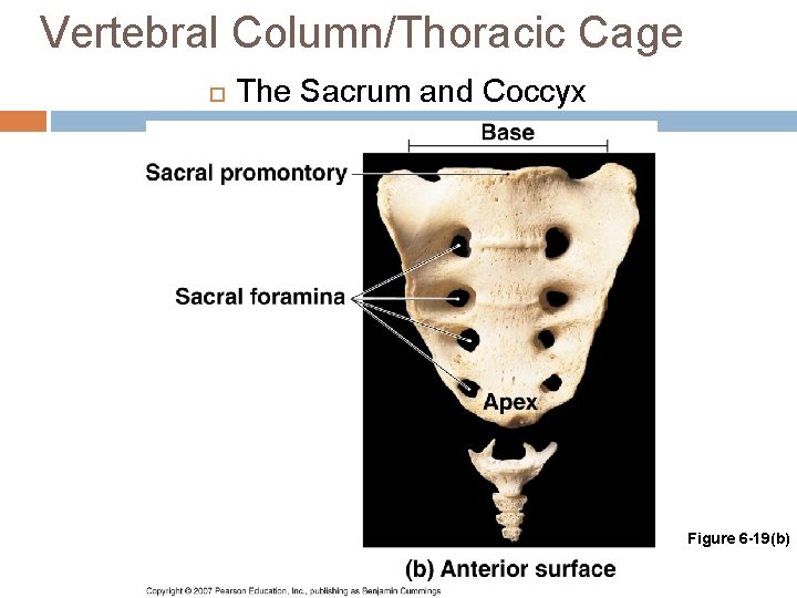 Vertebral Column/Thoracic Cage The Sacrum and Coccyx Figure 6 -19(b) 