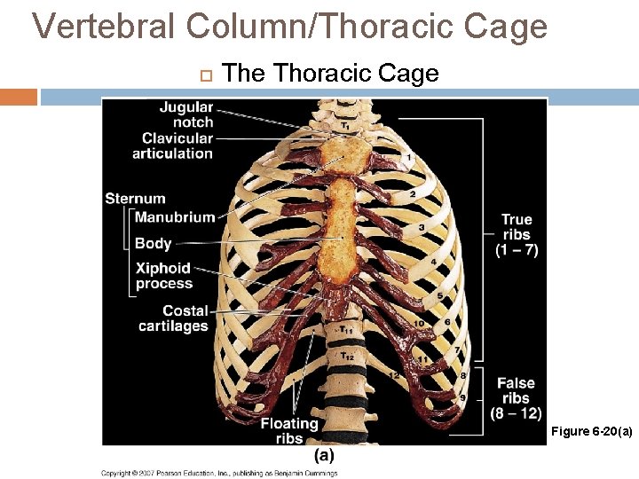 Vertebral Column/Thoracic Cage The Thoracic Cage Figure 6 -20(a) 