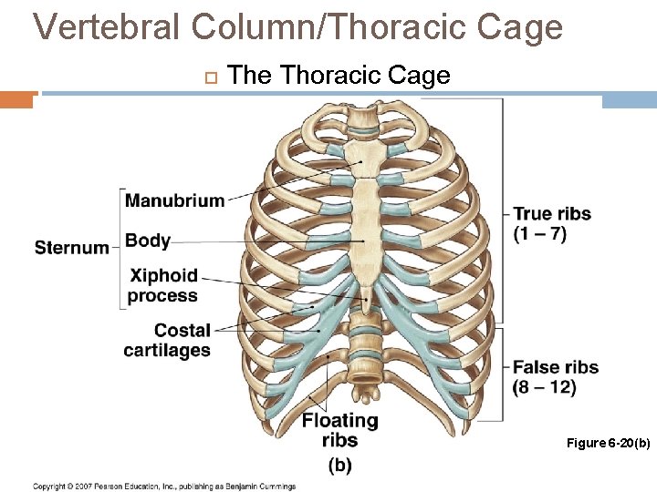 Vertebral Column/Thoracic Cage The Thoracic Cage Figure 6 -20(b) 