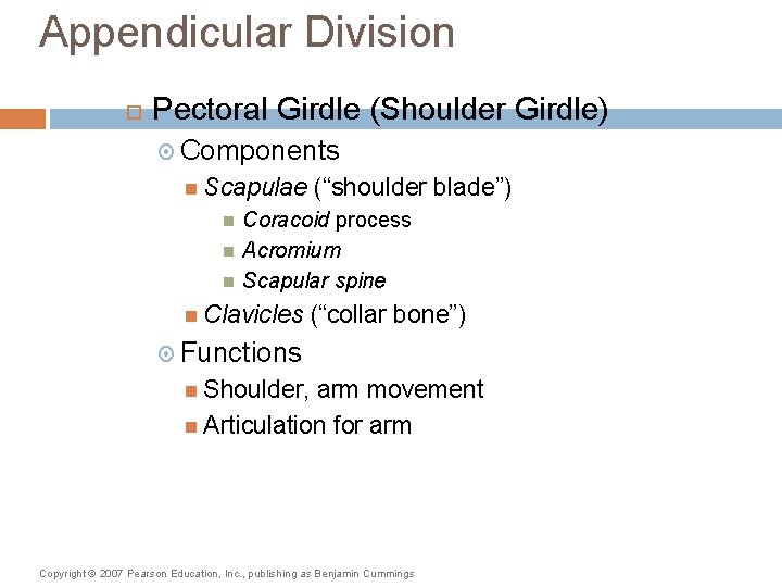 Appendicular Division Pectoral Girdle (Shoulder Girdle) Components Scapulae (“shoulder blade”) Coracoid process Acromium Scapular