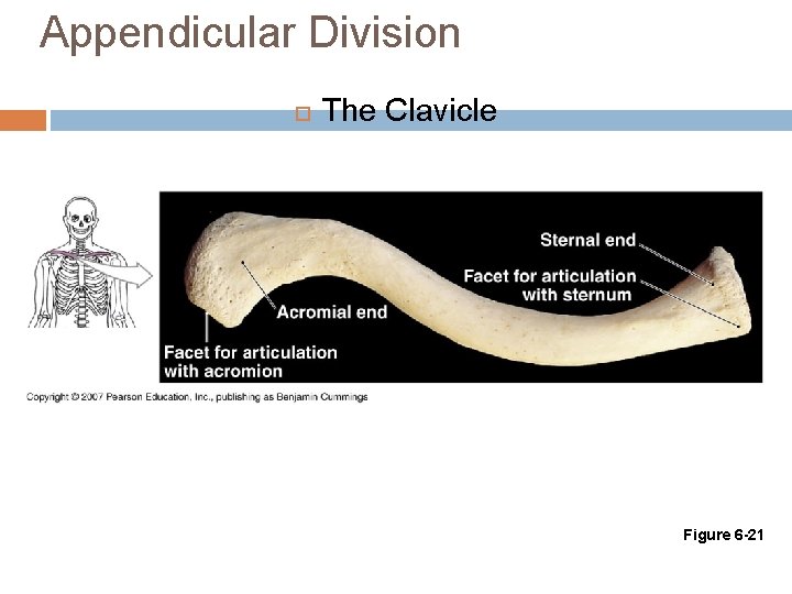 Appendicular Division The Clavicle Figure 6 -21 
