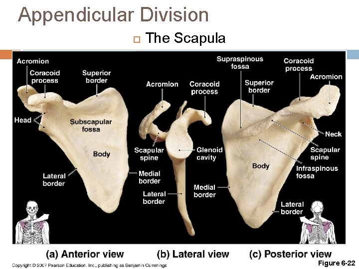 Appendicular Division The Scapula Figure 6 -22 