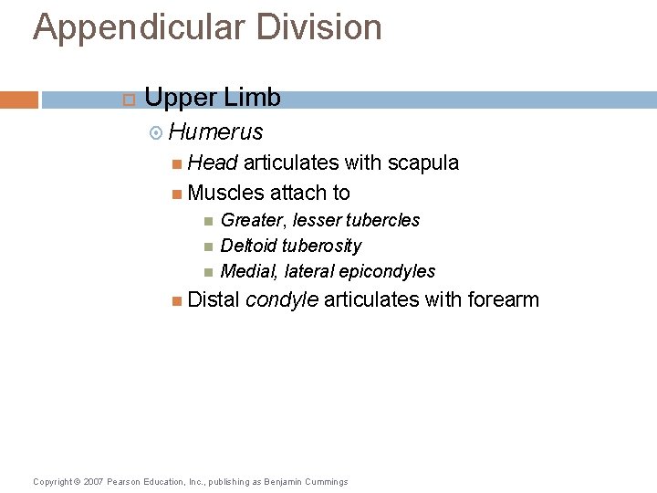 Appendicular Division Upper Limb Humerus Head articulates with scapula Muscles attach to Greater, lesser