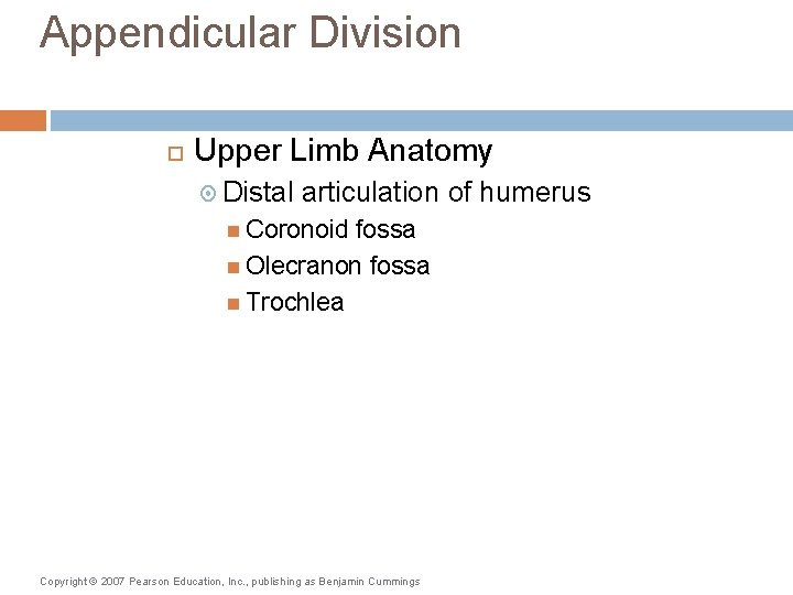 Appendicular Division Upper Limb Anatomy Distal articulation of humerus Coronoid fossa Olecranon fossa Trochlea