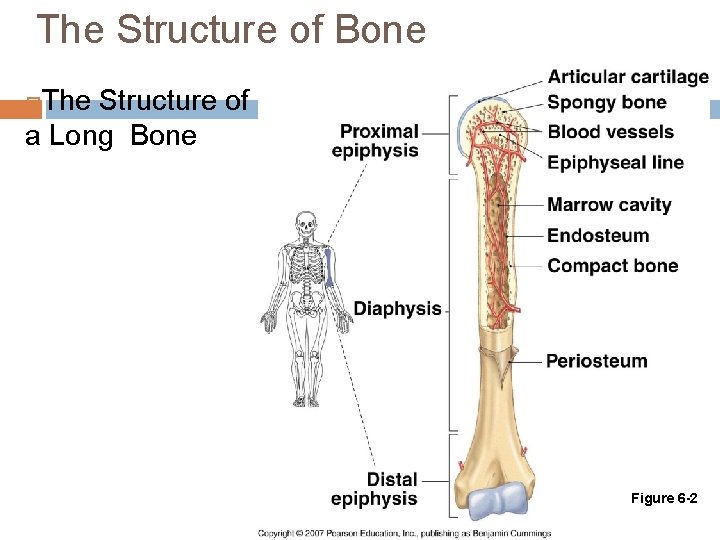 The Structure of Bone The Structure of a Long Bone Figure 6 -2 