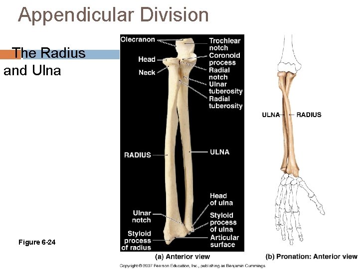 Appendicular Division The Radius and Ulna Figure 6 -24 