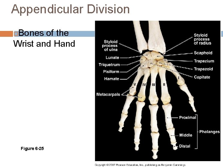 Appendicular Division Bones of the Wrist and Hand Figure 6 -25 