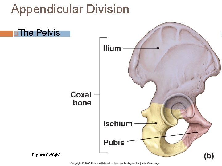 Appendicular Division The Pelvis Figure 6 -26(b) 