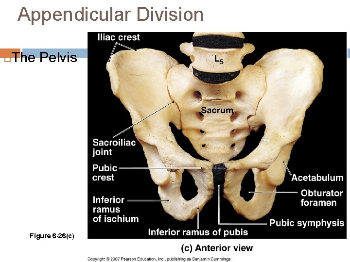 Appendicular Division The Pelvis Figure 6 -26(c) 