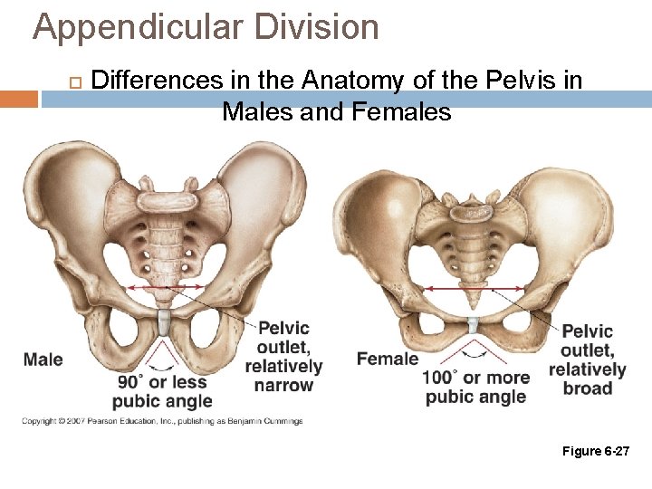 Appendicular Division Differences in the Anatomy of the Pelvis in Males and Females Figure