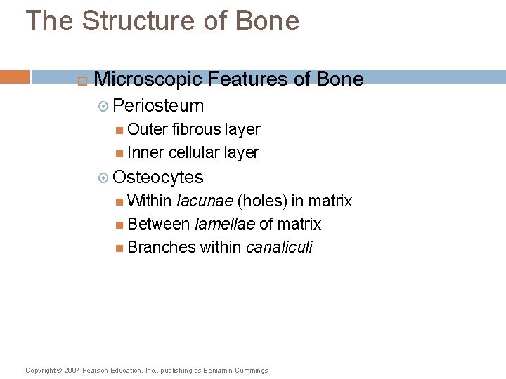 The Structure of Bone Microscopic Features of Bone Periosteum Outer fibrous layer Inner cellular