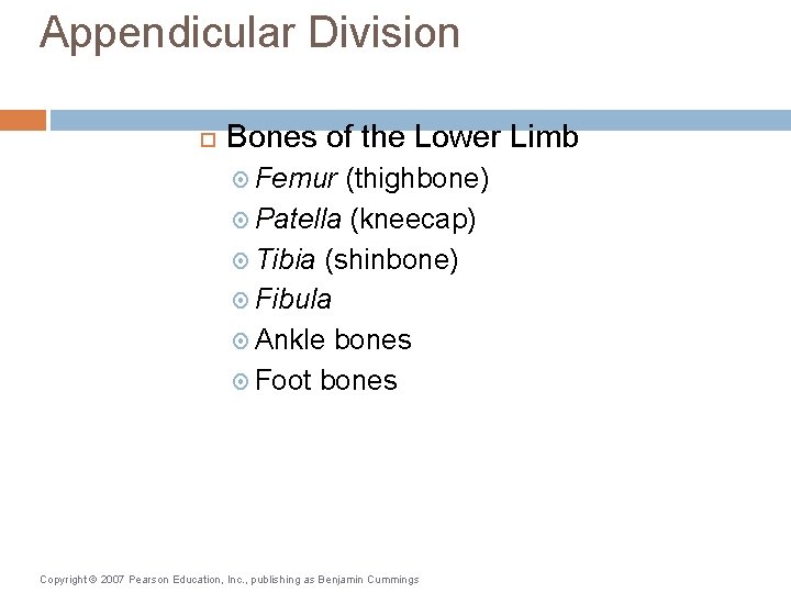 Appendicular Division Bones of the Lower Limb Femur (thighbone) Patella (kneecap) Tibia (shinbone) Fibula