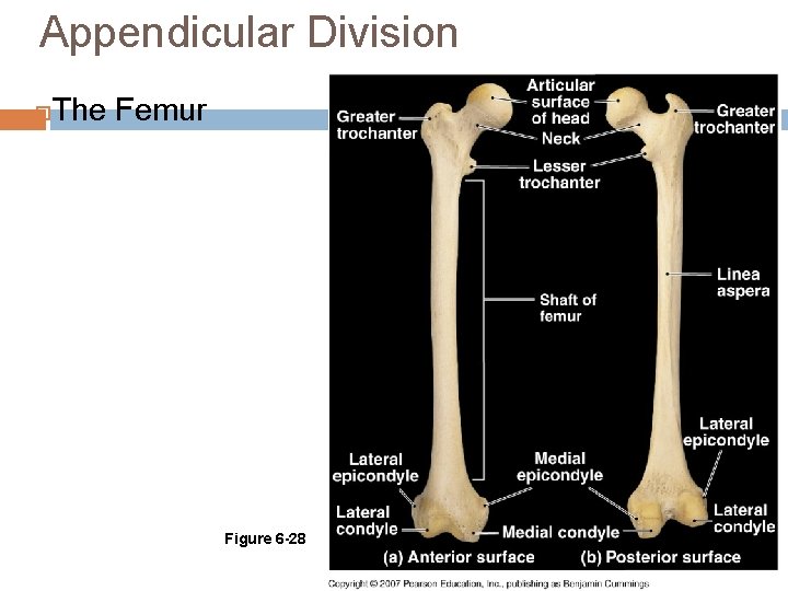 Appendicular Division The Femur Figure 6 -28 