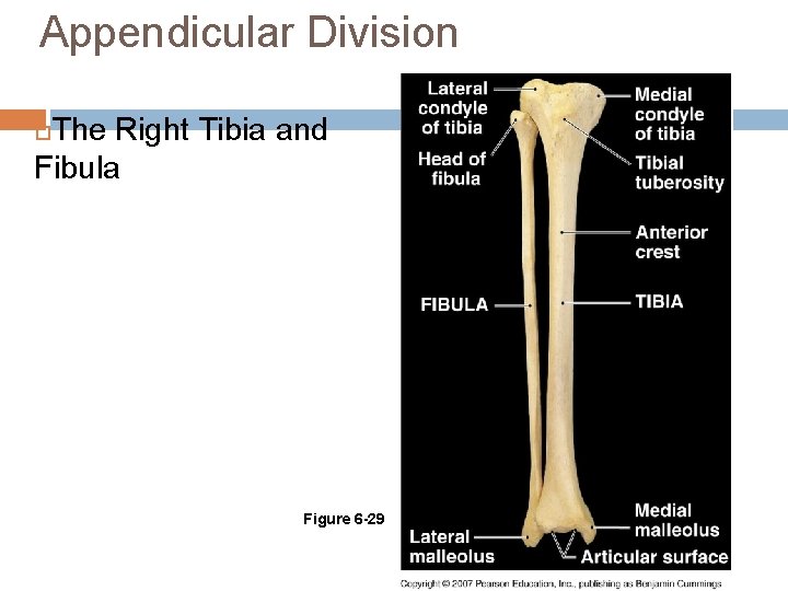 Appendicular Division The Right Tibia and Fibula Figure 6 -29 