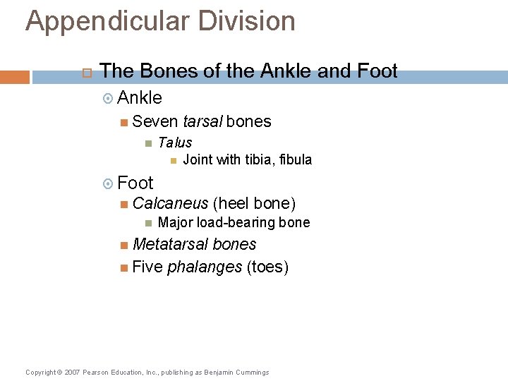 Appendicular Division The Bones of the Ankle and Foot Ankle Seven tarsal bones Talus