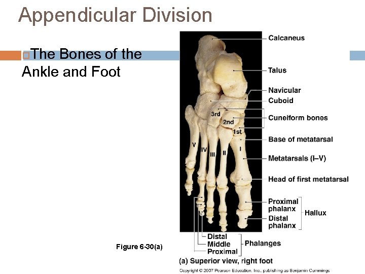 Appendicular Division The Bones of the Ankle and Foot Figure 6 -30(a) 