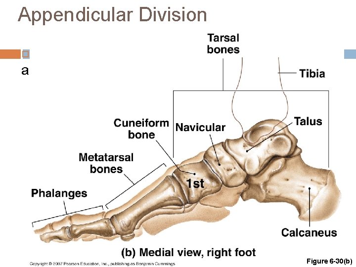 Appendicular Division The Bones of the Ankle and Foot Figure 6 -30(b) 