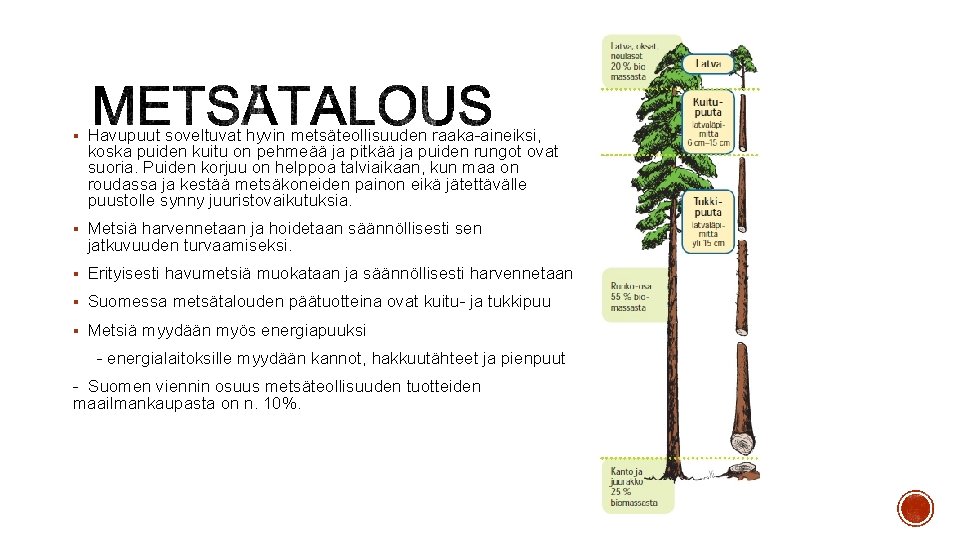 § Havupuut soveltuvat hyvin metsäteollisuuden raaka-aineiksi, koska puiden kuitu on pehmeää ja pitkää ja