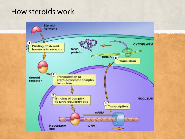 How steroids work 