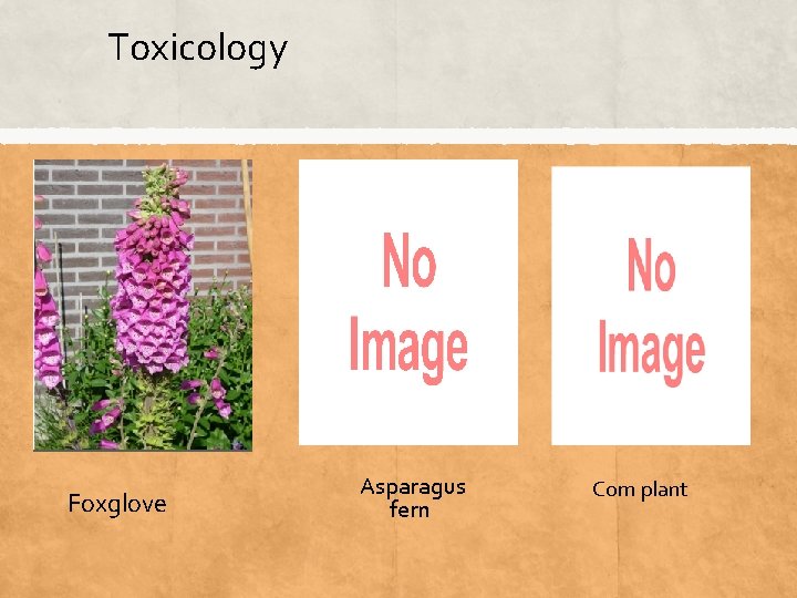 Toxicology Foxglove Asparagus fern Corn plant 