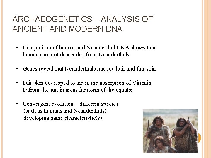 ARCHAEOGENETICS – ANALYSIS OF ANCIENT AND MODERN DNA • Comparison of human and Neanderthal