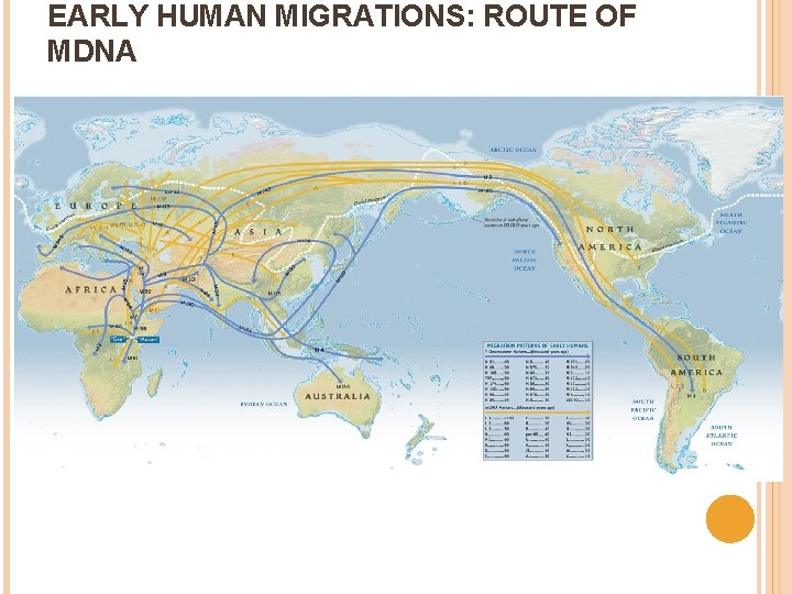 EARLY HUMAN MIGRATIONS: ROUTE OF MDNA ← Africa ↑ North America 