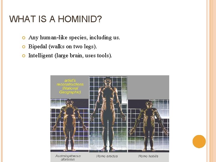 WHAT IS A HOMINID? Any human-like species, including us. Bipedal (walks on two legs).