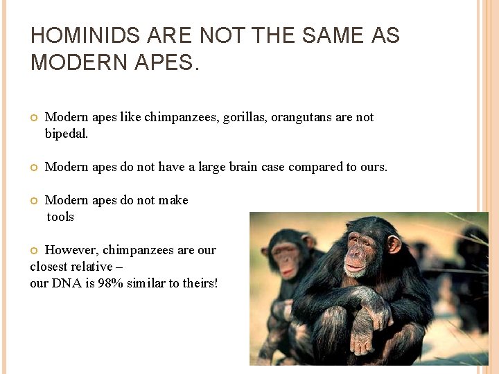 HOMINIDS ARE NOT THE SAME AS MODERN APES. Modern apes like chimpanzees, gorillas, orangutans