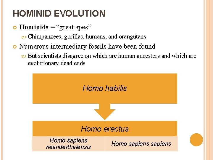 HOMINID EVOLUTION Hominids = “great apes” Chimpanzees, gorillas, humans, and orangutans Numerous intermediary fossils