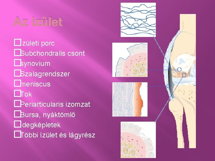 Az izület �Ízületi porc �Subchondralis csont �synovium �Szalagrendszer �meniscus �Tok �Periarticularis izomzat �Bursa, nyáktömlő