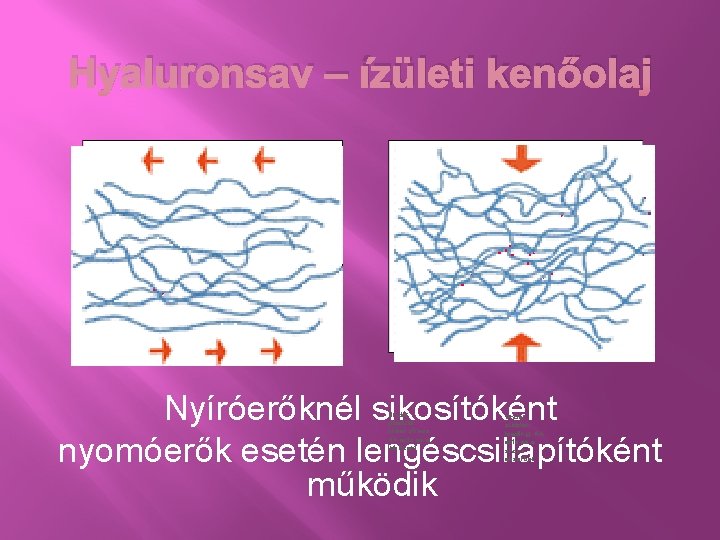 Hyaluronsav – ízületi kenőolaj Nyíróerőknél sikosítóként nyomóerők esetén lengéscsillapítóként működik Under gradual shear stress,