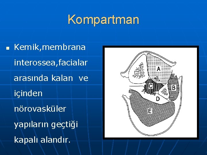 Kompartman n Kemik, membrana interossea, facialar arasında kalan ve içinden nörovasküler yapıların geçtiği kapalı