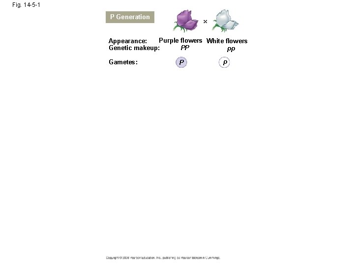 Fig. 14 -5 -1 P Generation Purple flowers White flowers Appearance: Genetic makeup: PP