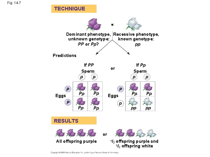 Fig. 14 -7 TECHNIQUE Dominant phenotype, Recessive phenotype, unknown genotype: PP or Pp? pp