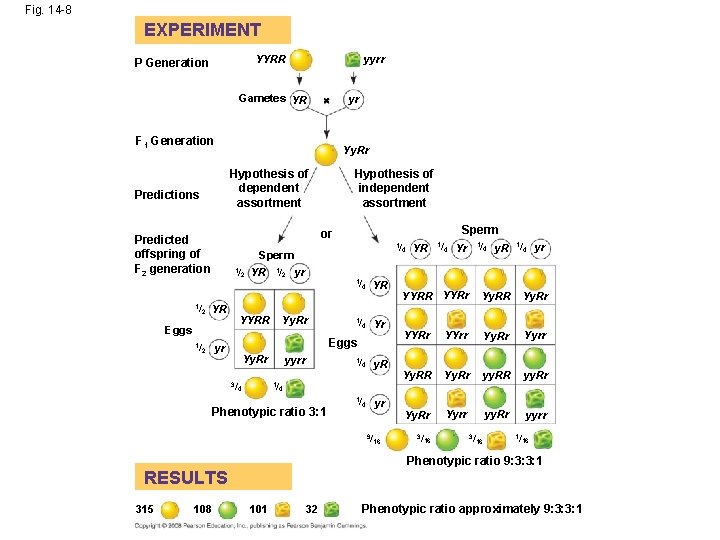 Fig. 14 -8 EXPERIMENT YYRR P Generation yyrr Gametes YR F 1 Generation Hypothesis