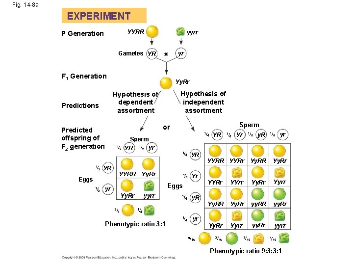 Fig. 14 -8 a EXPERIMENT YYRR P Generation yyrr Gametes YR F 1 Generation