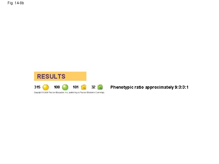 Fig. 14 -8 b RESULTS 315 108 101 32 Phenotypic ratio approximately 9: 3: