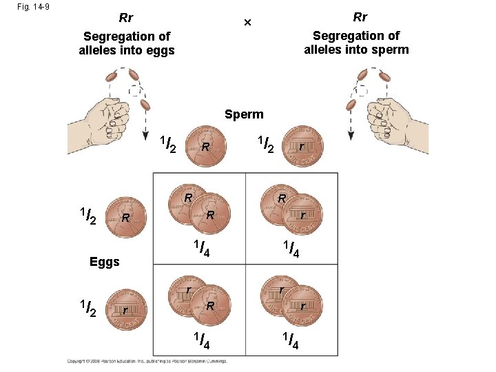 Fig. 14 -9 Rr Rr Segregation of alleles into sperm Segregation of alleles into