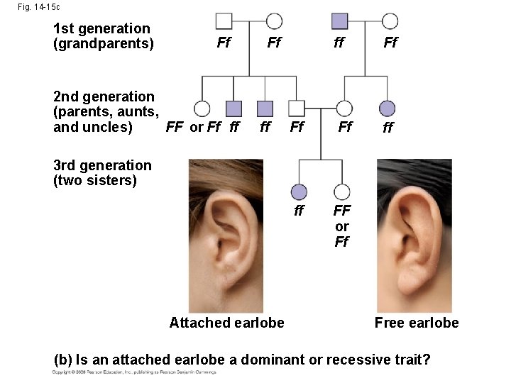 Fig. 14 -15 c 1 st generation (grandparents) Ff 2 nd generation (parents, aunts,