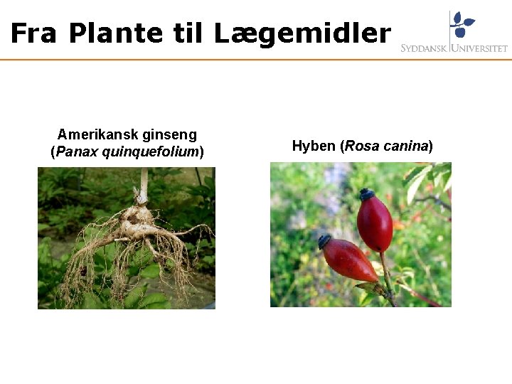 Fra Plante til Lægemidler Amerikansk ginseng (Panax quinquefolium) Hyben (Rosa canina) 