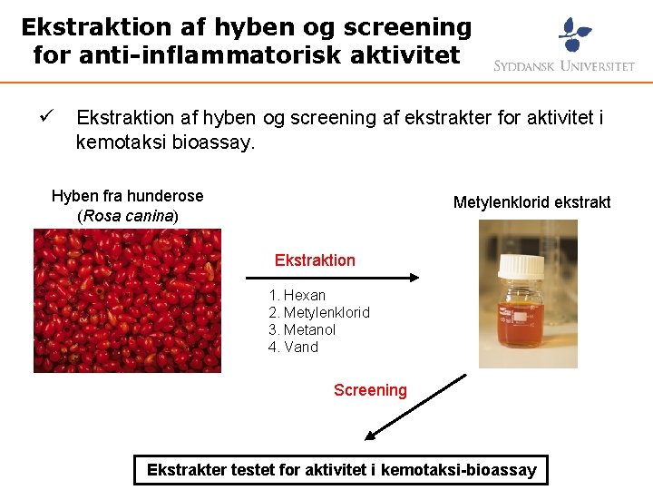 Ekstraktion af hyben og screening for anti-inflammatorisk aktivitet ü Ekstraktion af hyben og screening