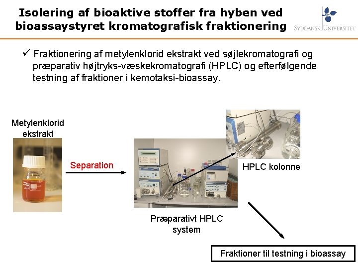 Isolering af bioaktive stoffer fra hyben ved bioassaystyret kromatografisk fraktionering ü Fraktionering af metylenklorid